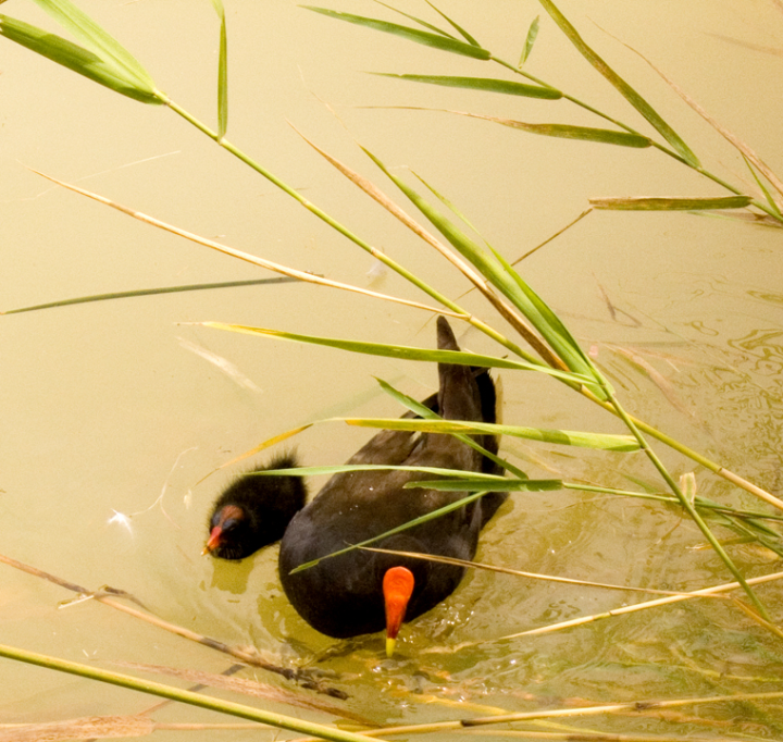 Waterfowl, mother and baby