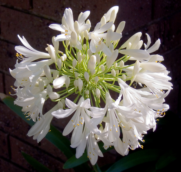 Agapanthus blossoms in Melbourne, Australia