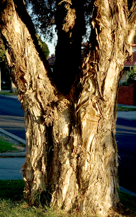 Paper-bark eucalypt in Melbourne