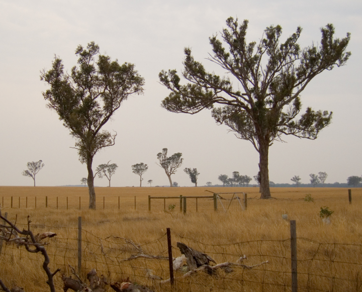 Farm scene in Gippsland, Victoria