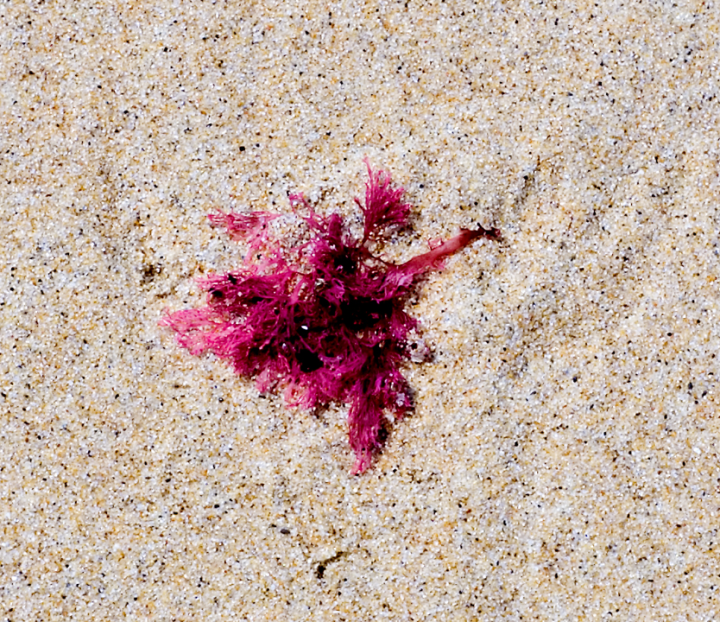 Red seaweed on a beach