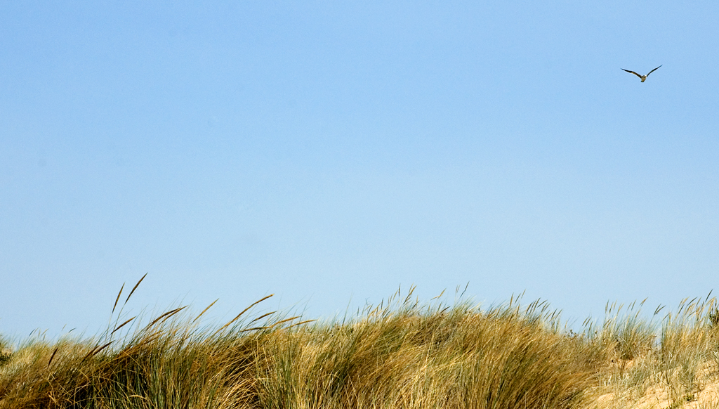 A gull flies over grass at an Australian beach