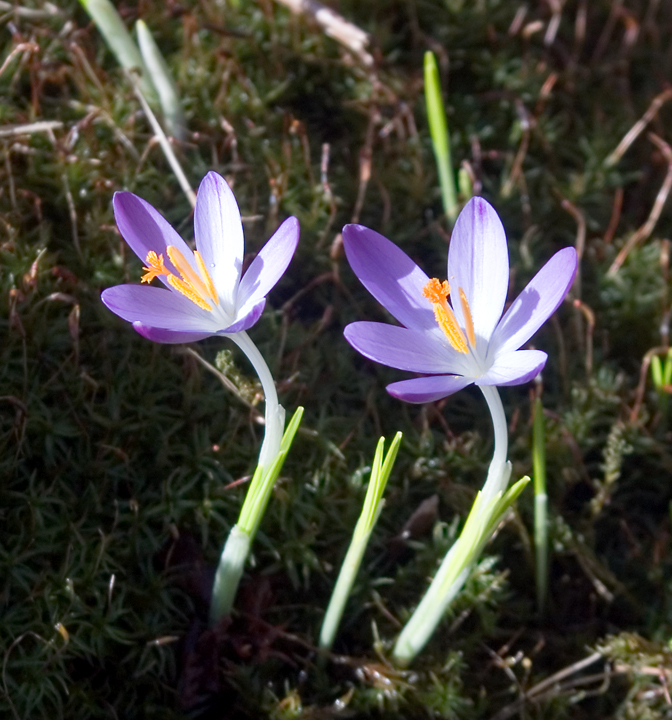 February Crocuses