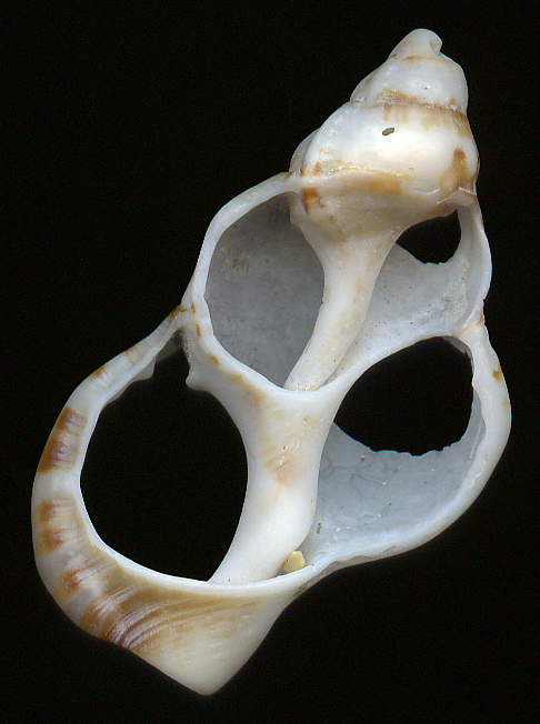 Eroded sea-shell from Cape Conran