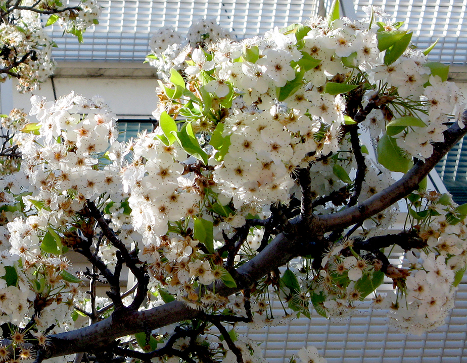 Flowering trees on the Menlo Park Sun campus
