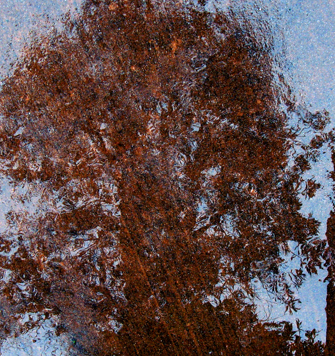 Tree reflected in rainy sidewalk