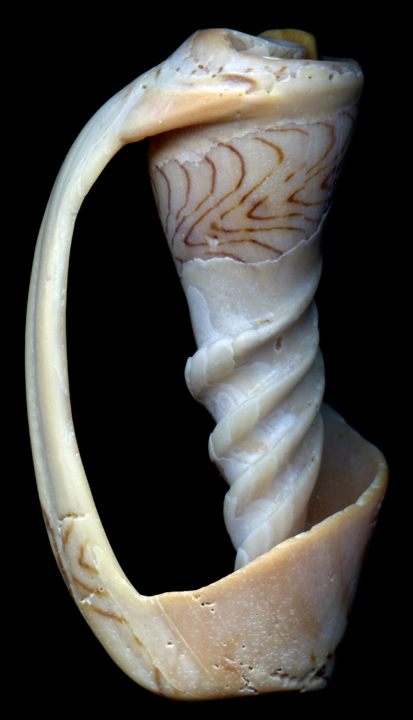 Eroded sea-shell from Cape Conran