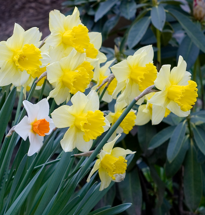 Late 2007 daffodils, one special