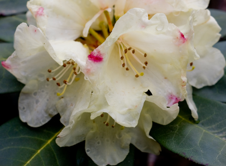 Wet pale rhododendron blossom
