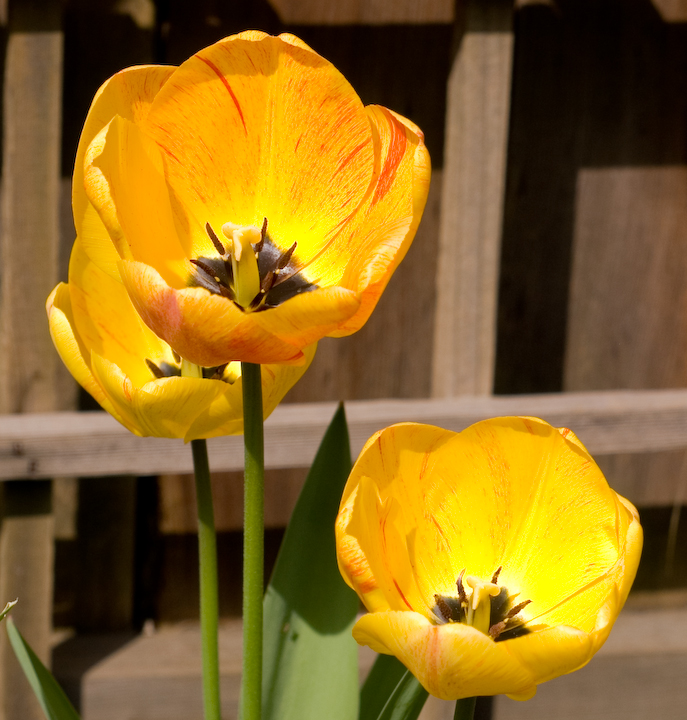 Yellow tulips with scarlet sprinkles