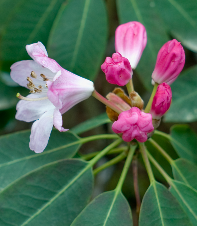 Pink Rhododendrons