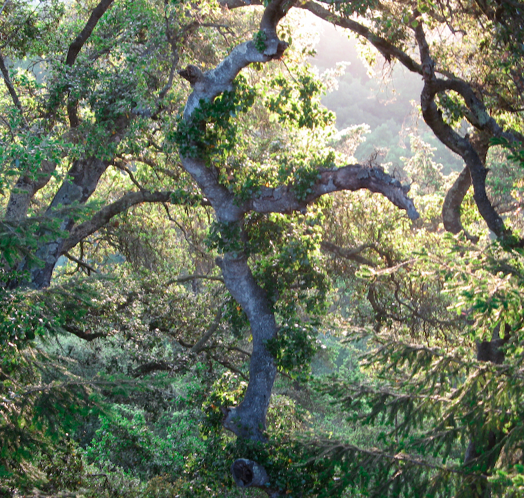 Forest near Santa Cruz