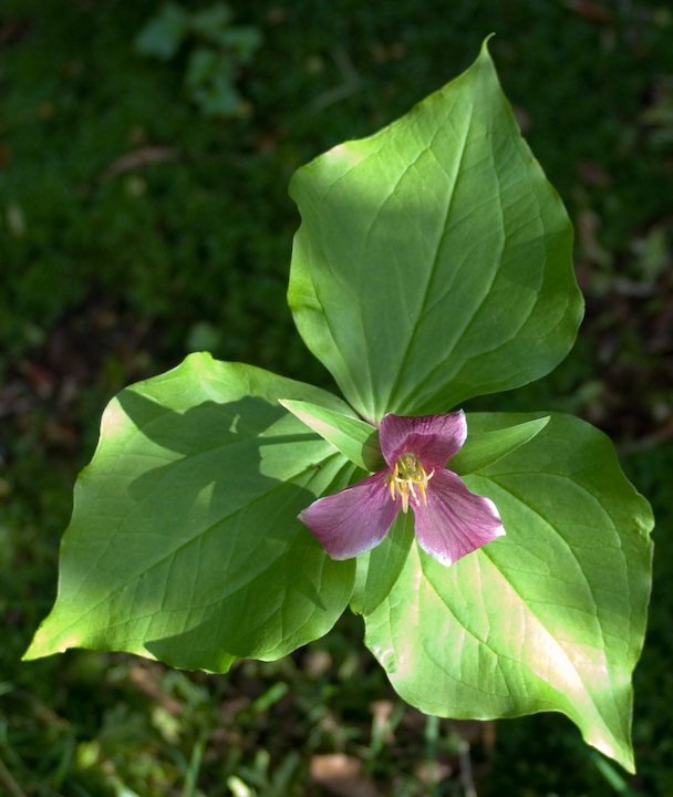 Trillium fading to violet