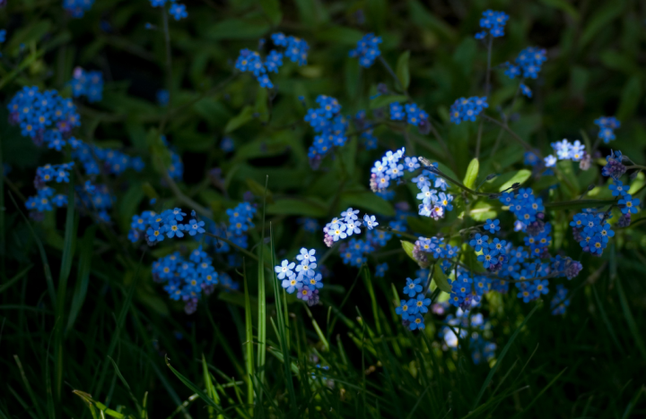 Forget-me-nots, partially sunlit