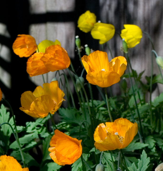 California poppies