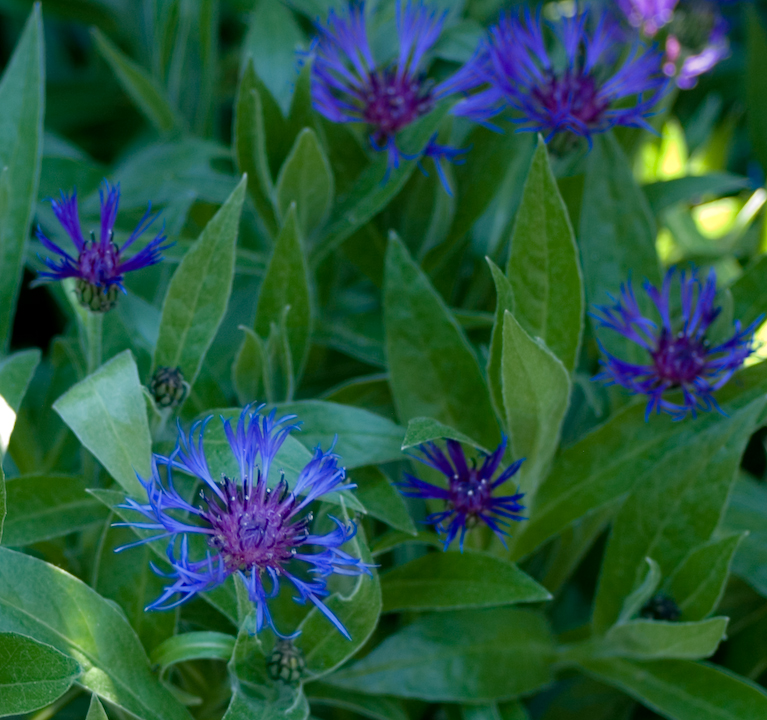 Cornflower blossoms