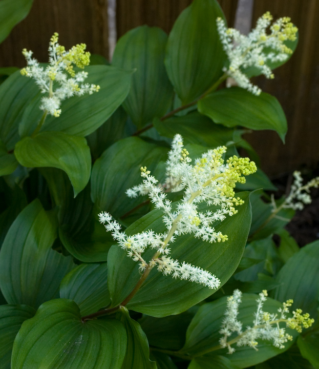 Young Native Solomon’s Seal blossoms