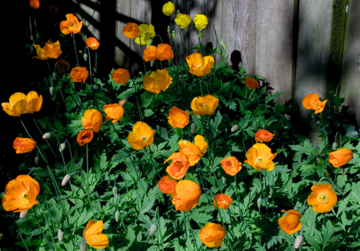 California poppy patch