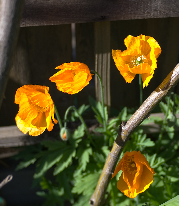 Sunlit California poppies