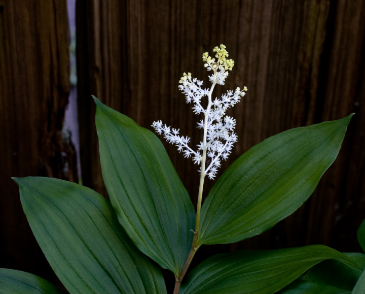 Young Native Solomon’s Seal blossoms