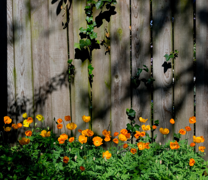 California poppy patch