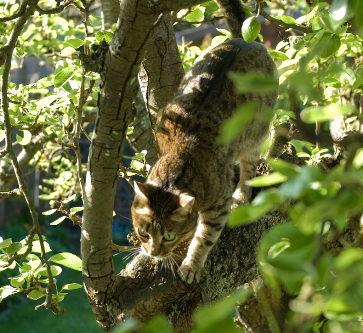 Cat in tree in the evening sun