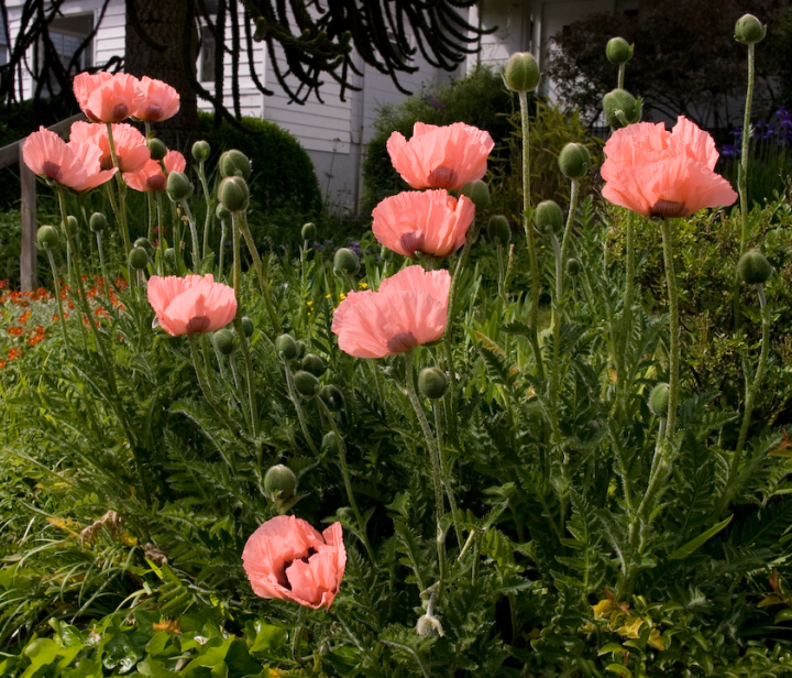 Apricot-coloured poppies