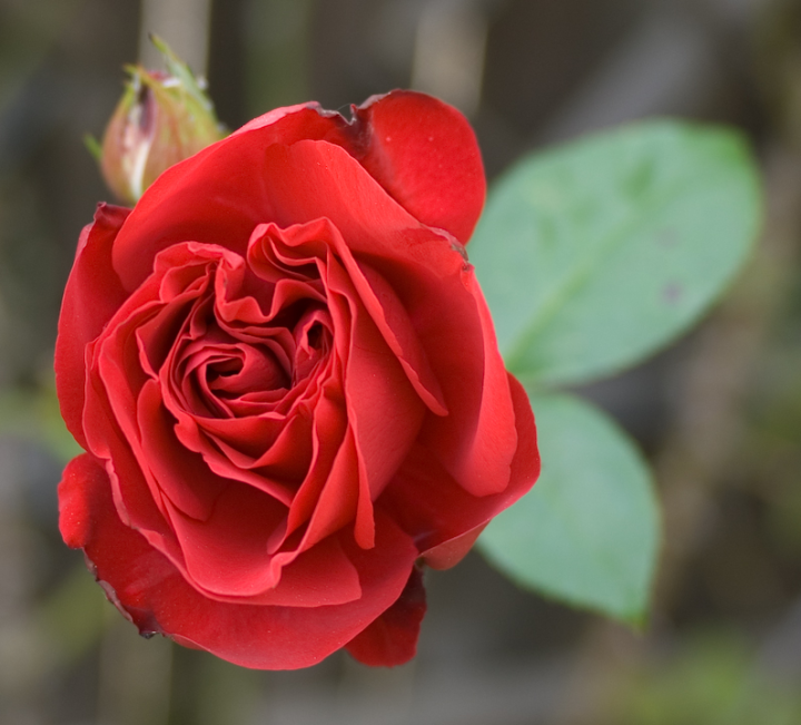 Dublin Bay rose blossom