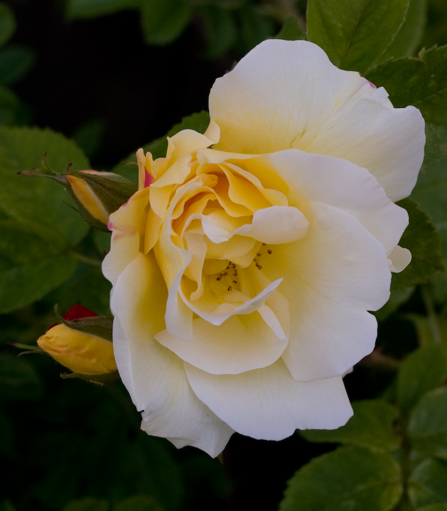 Yellow Rugosa rose blossom