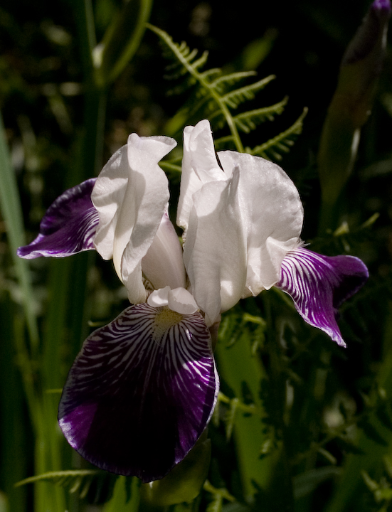 Iris blossom