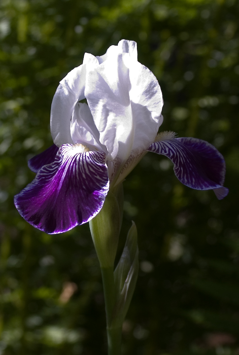 Iris blossom