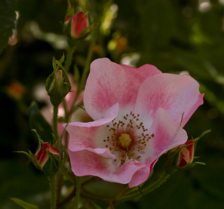 A blossom from the Waterhouse-Hayward garden