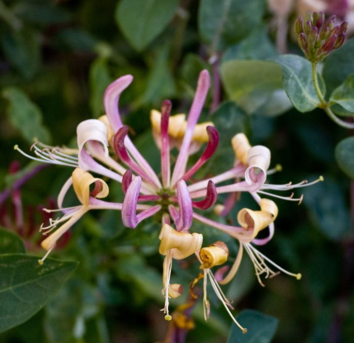 Honeysuckle