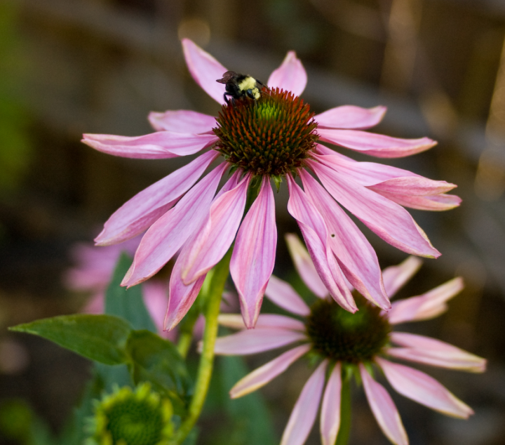 Echinaceas with bumblebee