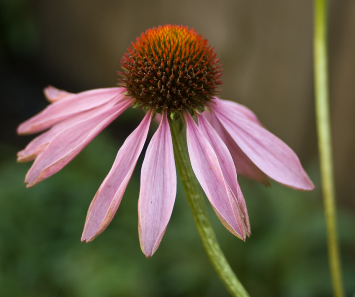 Echinacea