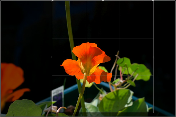 Nasturtium photo crop in Adobe Lightroom