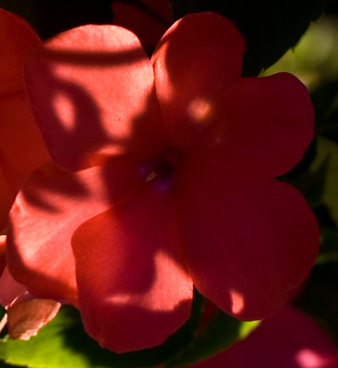 Sunlit blossoms