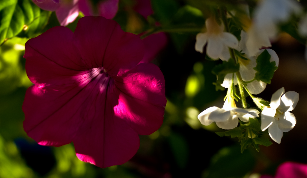 Sunlit blossoms