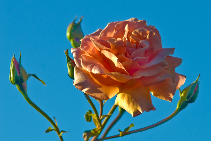 Royal Sunset rose blossom against blue sky