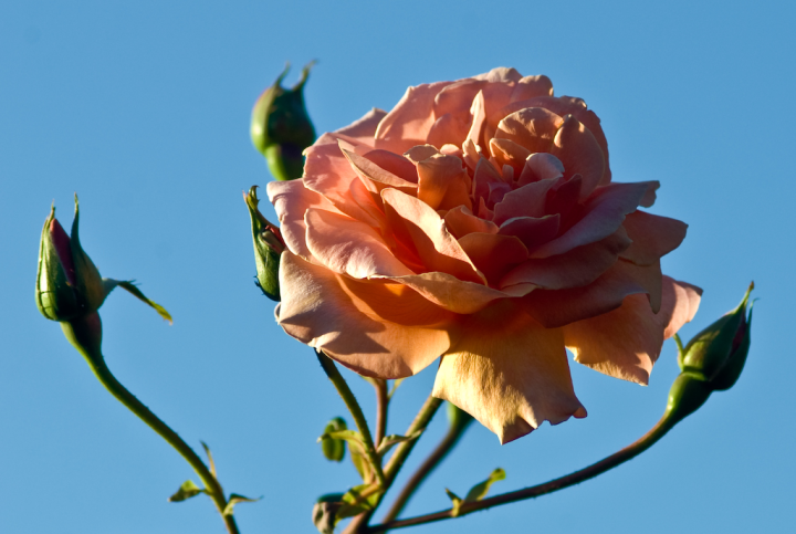 Less-heavily-processed rose picture