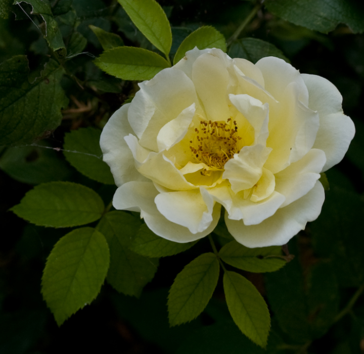 Flower from Jean Bray’s Regina garden