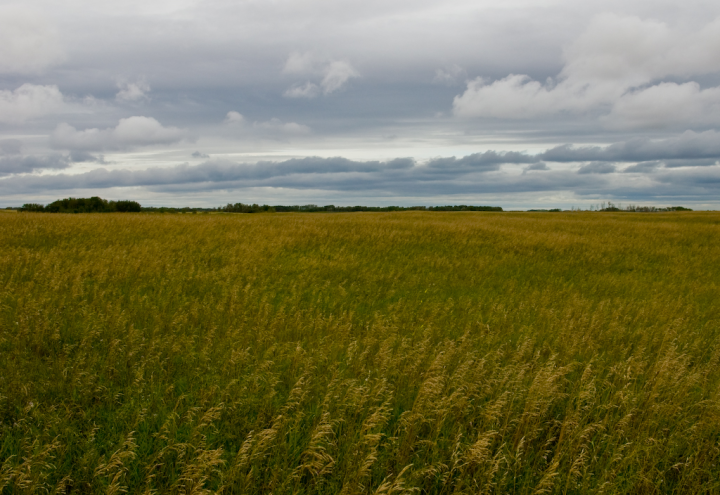 Prairies, Eastern Saskatchewan