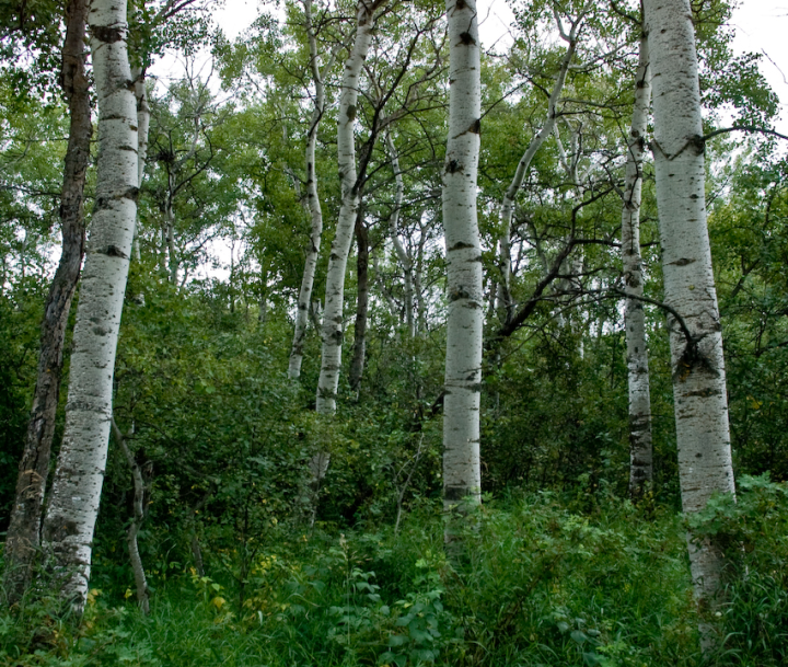 Saskatchewan prairie birch trees
