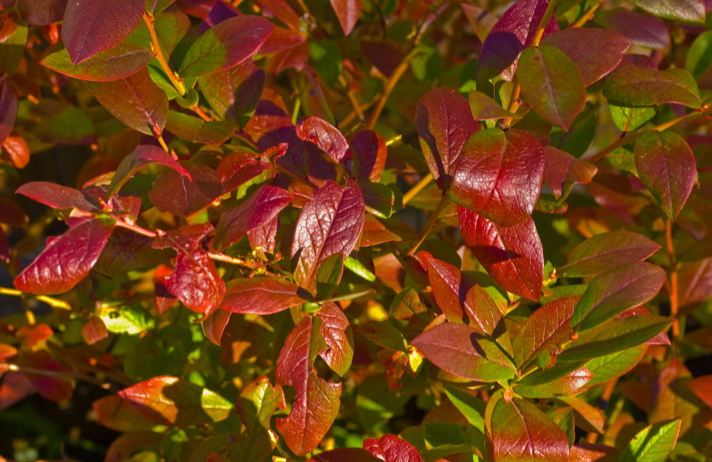 Blueberry leaves turning red