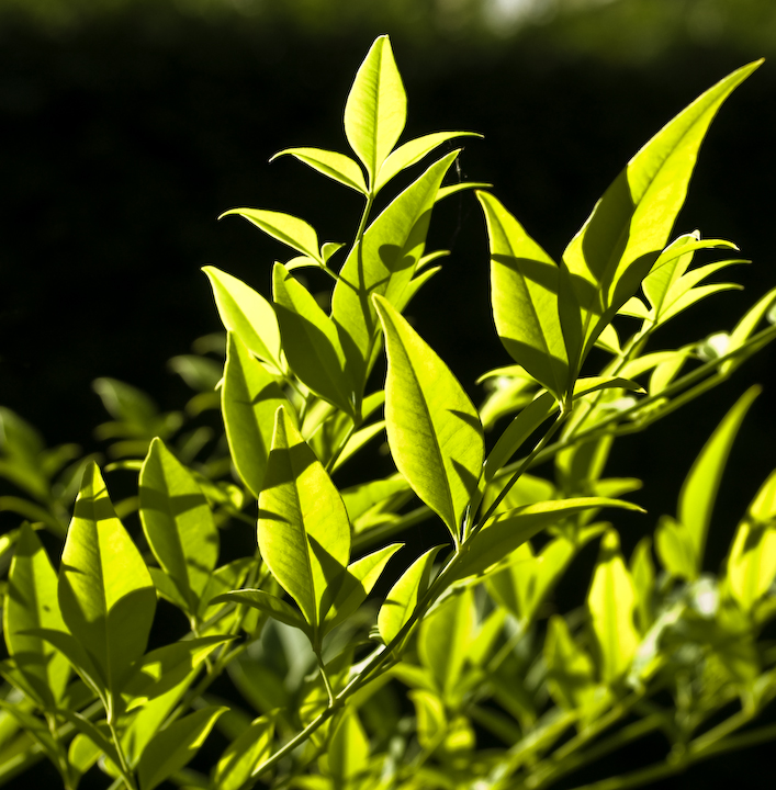 Heavenly bamboo leaves with shadows of other leaves