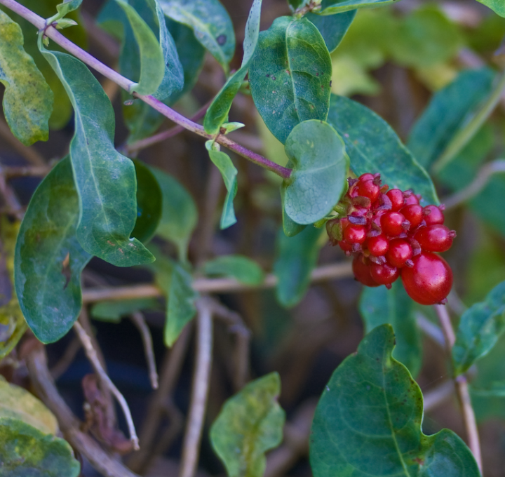 Honeysuckle berries