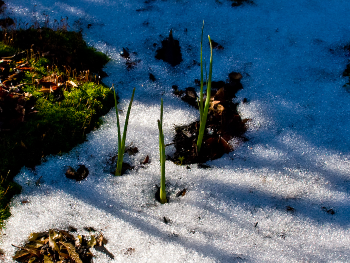 Spring shoots coming through snow