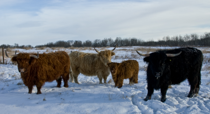 Highland cattle in Saskatchewan winter
