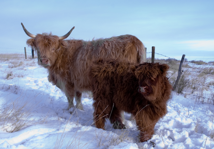 Highland cow and calf in Saskatchewan winter