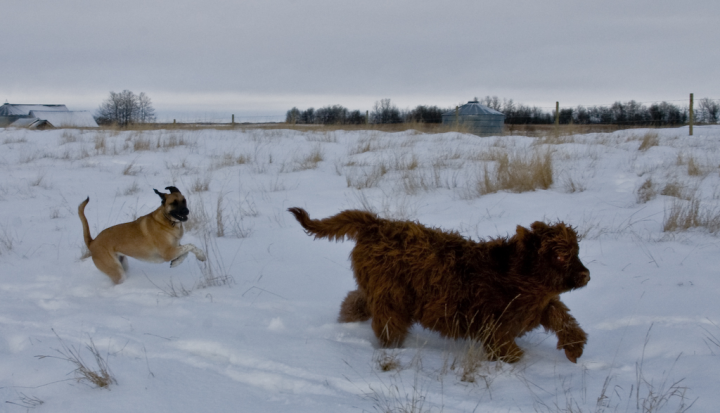 Dog chases Highland calf in Saskatchewan winter